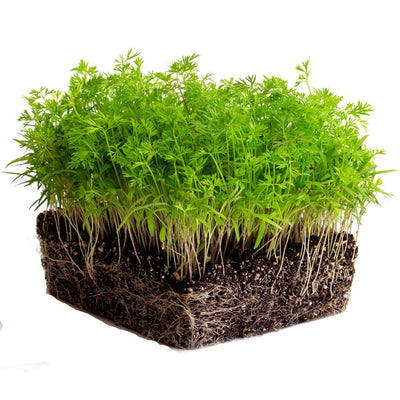 Carrot — Microgreen Seeds