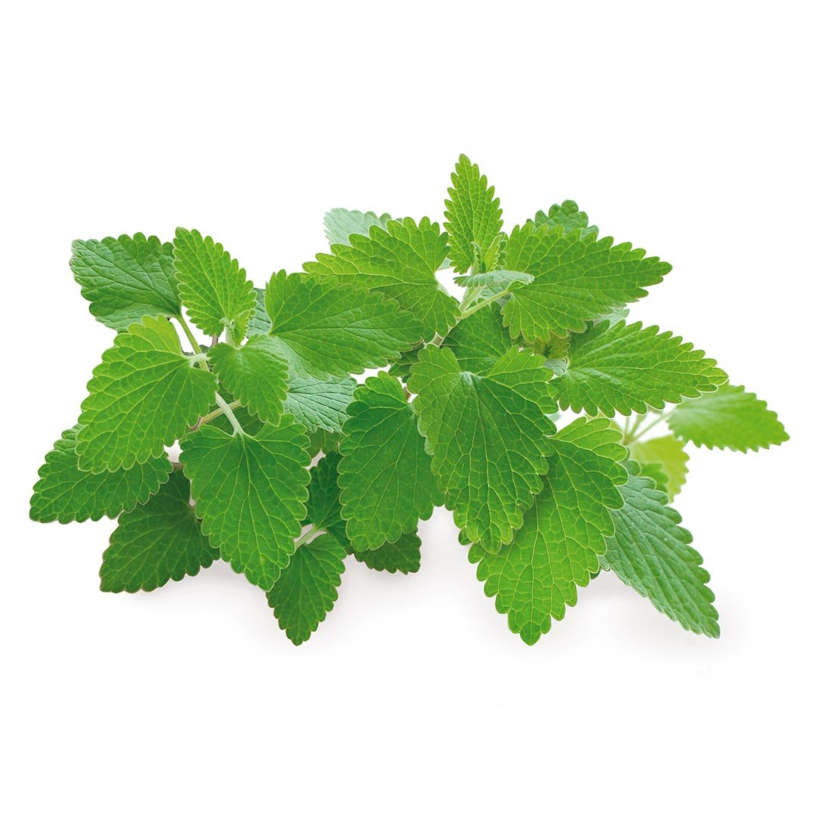 Catnip