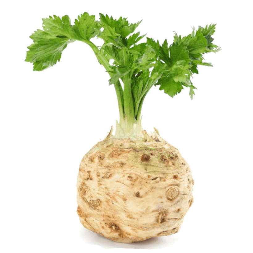 Giant prague heirloom celeriac