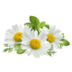 German Chamomile Heirloom