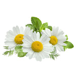 Load image into Gallery viewer, German Chamomile Heirloom
