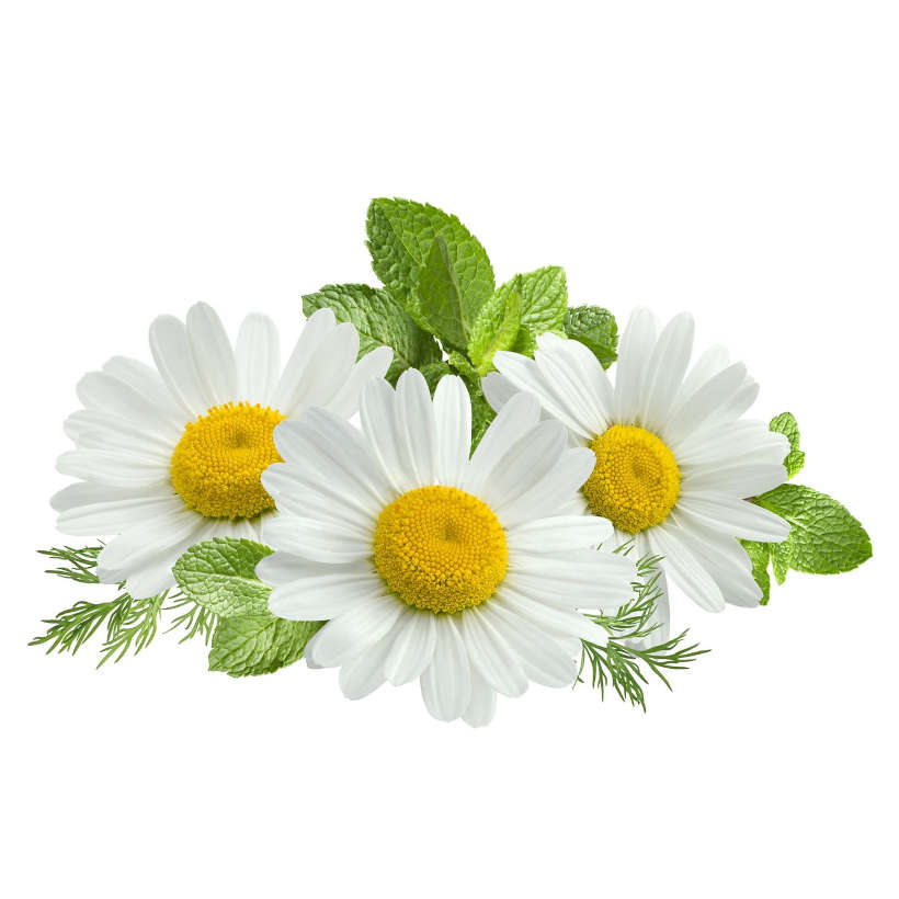 German Chamomile Heirloom