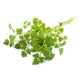 Heirloom Chervil