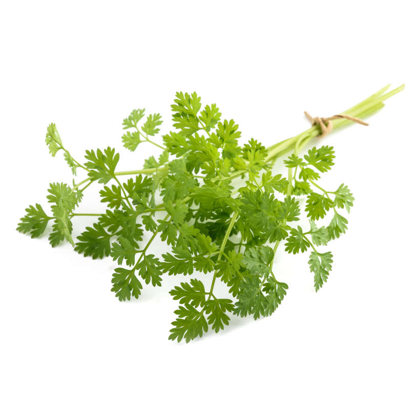 Heirloom Chervil