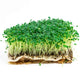 Ecological Black Chia — Microgreen Seeds