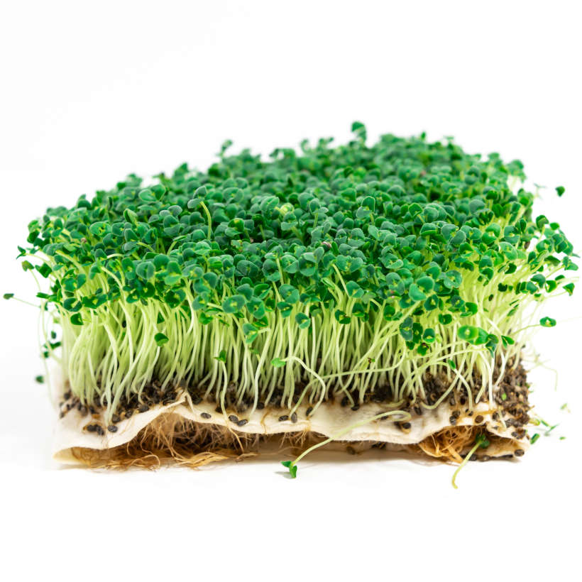 Black Chia — Microgreen Seeds