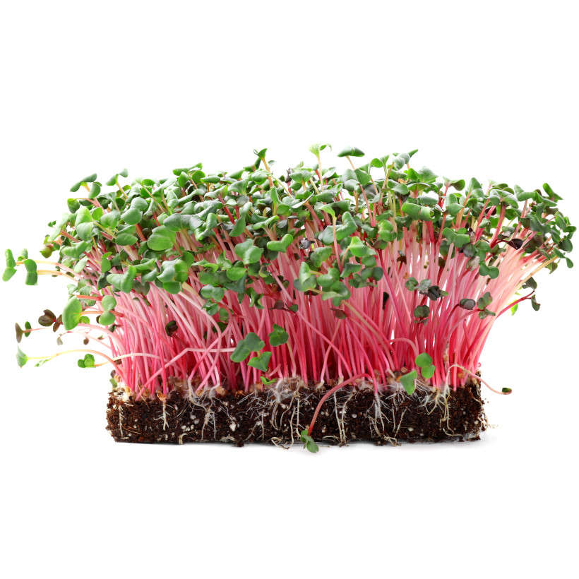 China Rose Radish — Sprouting & Microgreen Seeds