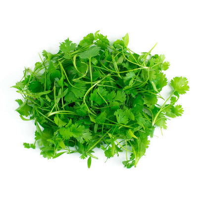 Cilantro — Microgreen Seeds