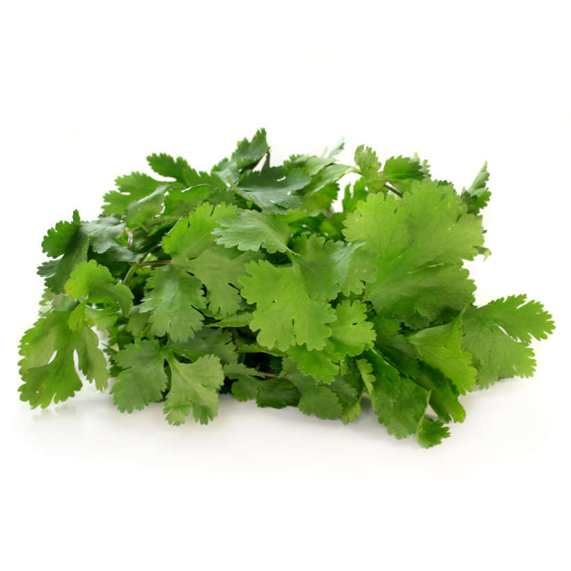 Cilantro (Coriander)