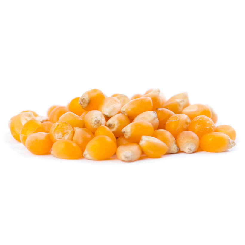 Yellow corn — microgreen & popcorn seeds, additional view