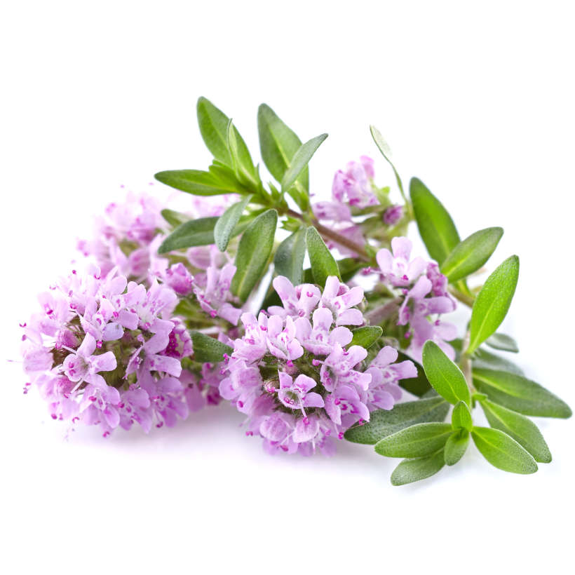 Creeping Thyme Heirloom