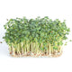Ecological Daikon Radish — Sprouting & Microgreen Seeds