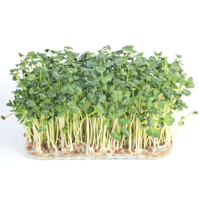 Daikon Radish — Sprouting & Microgreen Seeds