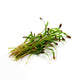 Ecological Dill — Microgreen Seeds