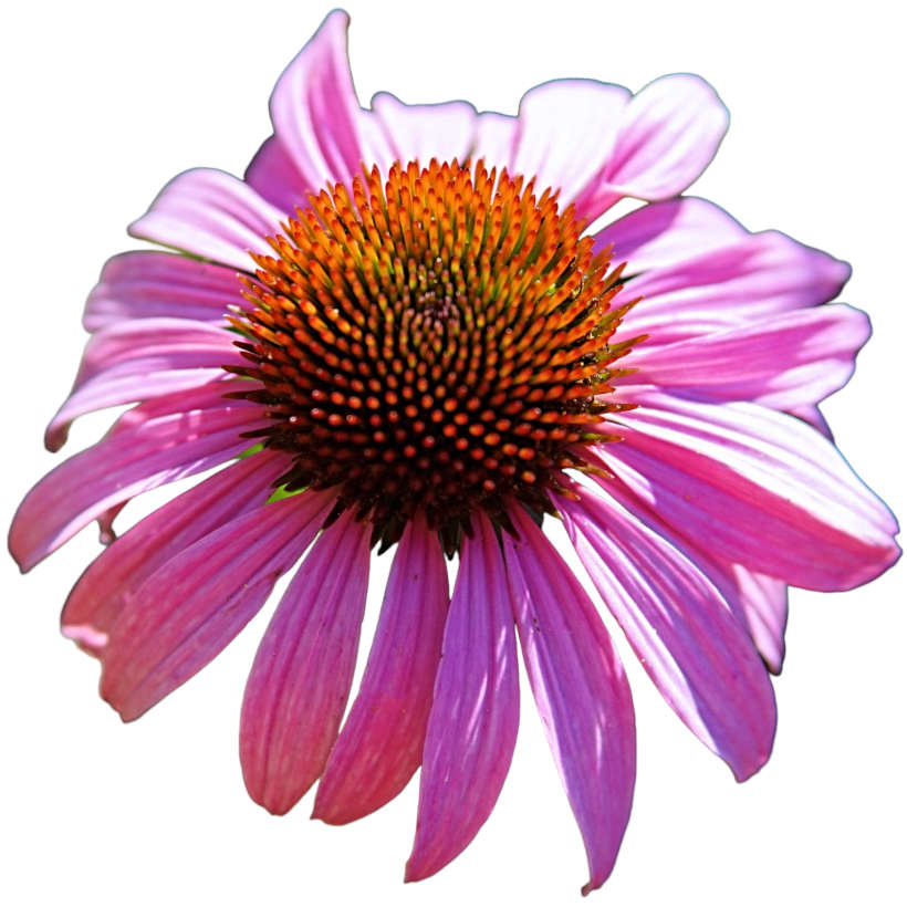 Native Purple Coneflower (Echinacea)