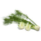 Ecological Florence Fennel
