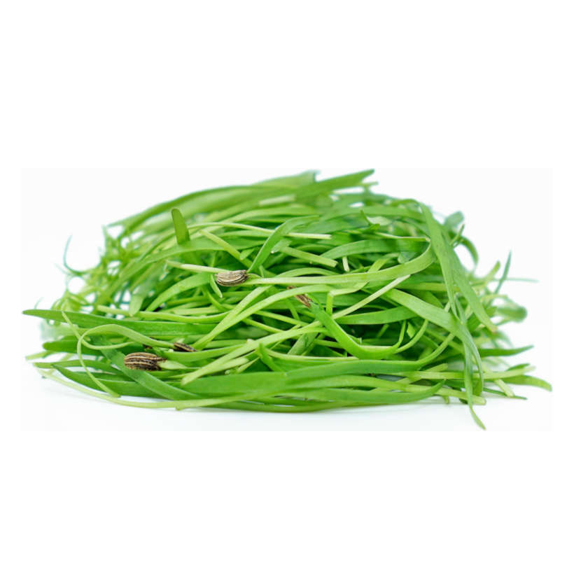 Fennel — Microgreen Seeds