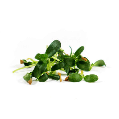 Fenugreek — Sprouting & Microgreen Seeds