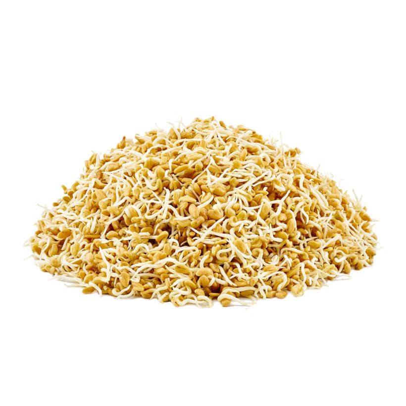 Fenugreek — Sprouting & Microgreen Seeds, sprouts view