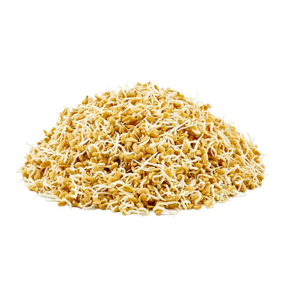 Fenugreek — Sprouting & Microgreen Seeds, sprouts view
