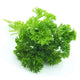 Forest Green Curled Parsley Heirloom