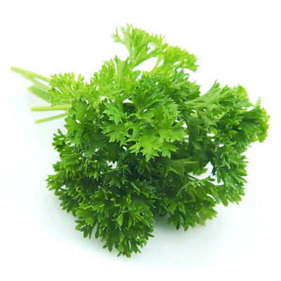 Forest Green Curled Parsley Heirloom