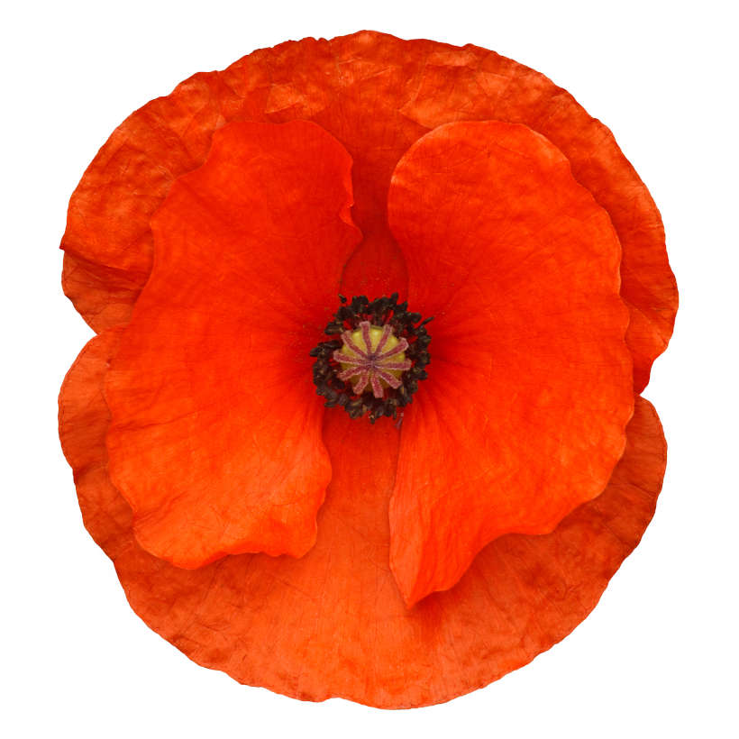 Flanders Heirloom Poppy