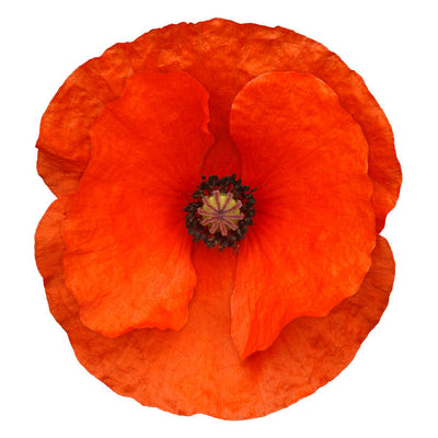 Flanders Heirloom Poppy