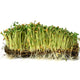 Ecological Flax — Microgreen Seeds