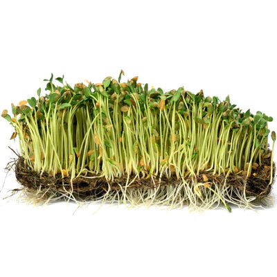 Flax — Microgreen Seeds
