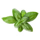 Ecological Genovese Basil