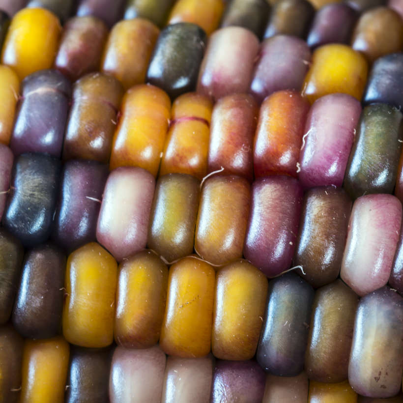 Maïs Glass Gem Écologique — vue supplémentaire 3