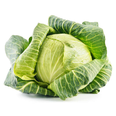 Golden Acre Heirloom Cabbage