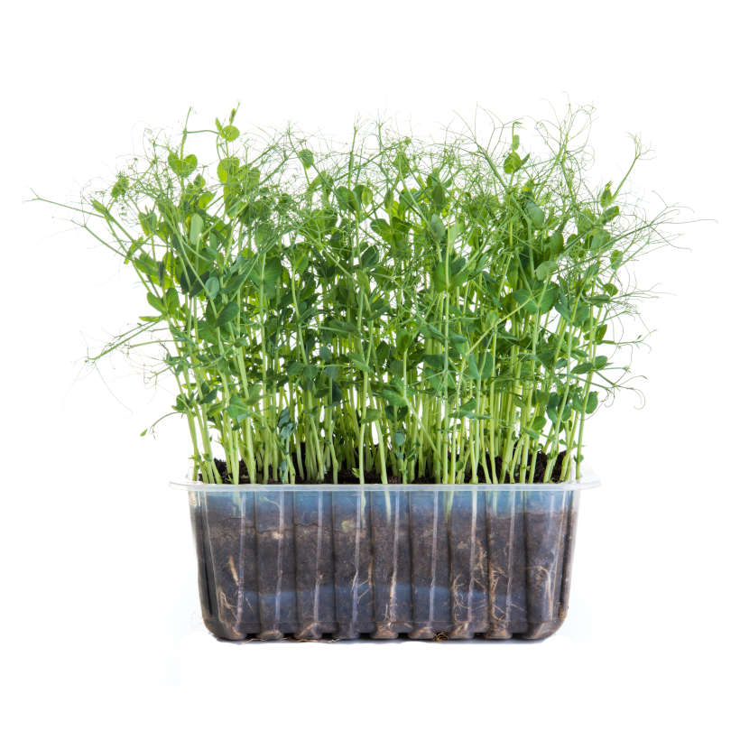 Green pea — microgreen seeds