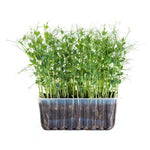 Load image into Gallery viewer, Green Pea — Microgreen Seeds
