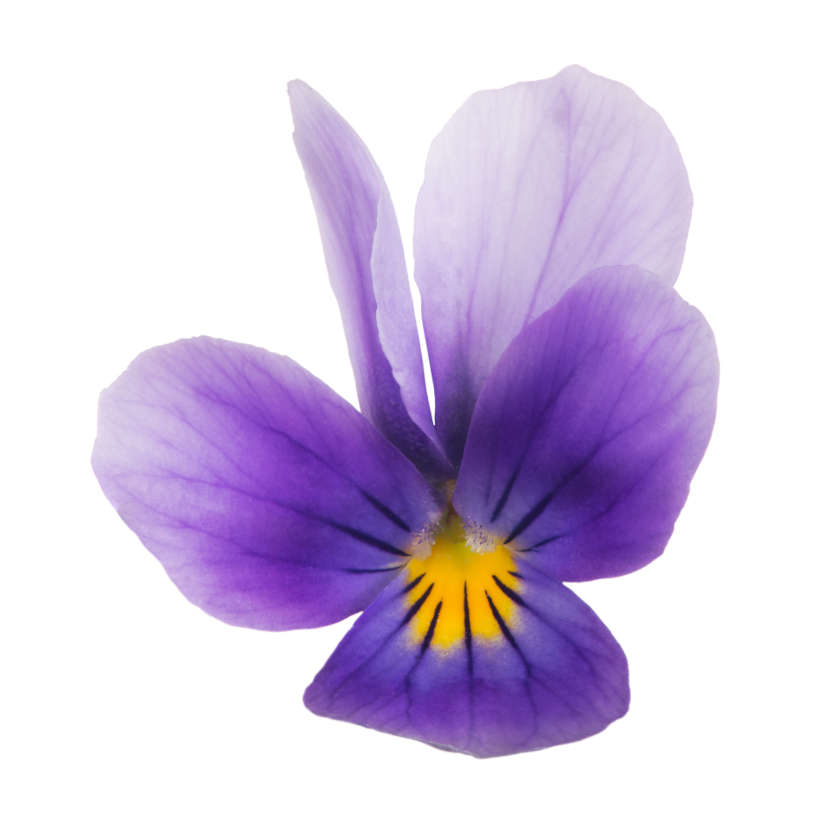 Fleur d'Alto (Johnny Jump Up) Ancestrale