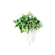 Ecological Lacinato Kale — Sprouting & Microgreen Seeds