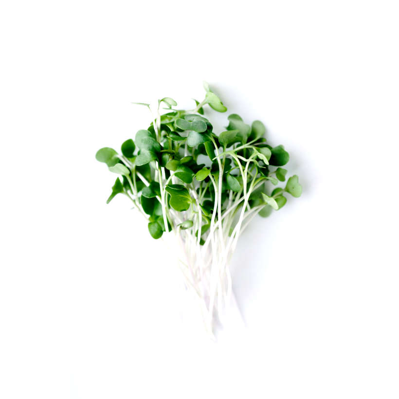 Chou Kale Verte Lacinato Écologique pour Germinations et Micropousses
