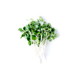 Charger l’image dans la visionneuse de la galerie, Chou Kale Vert Lacinato Écologique pour Germinations et Micropousses

