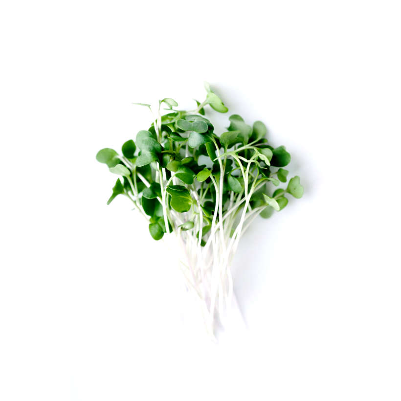 Lacinato Kale — Sprouting & Microgreen Seeds