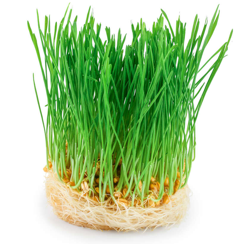 Herbe de kamut (khorasan) écologique