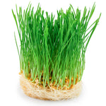 Load image into Gallery viewer, Herbe de kamut (khorasan) écologique
