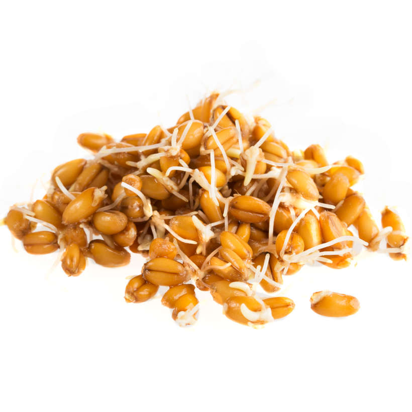 Germinations de kamut (khorasan) écologiques