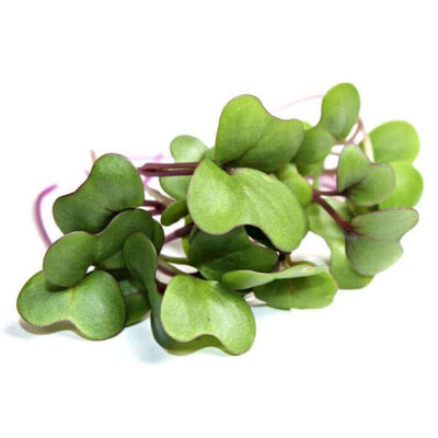 Purple Kohlrabi — Sprouting & Microgreen Seeds