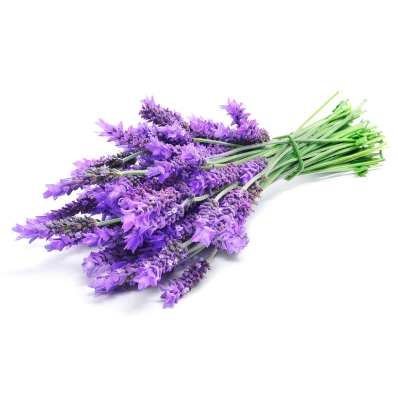 Lavande commune (anglaise) ancestrale