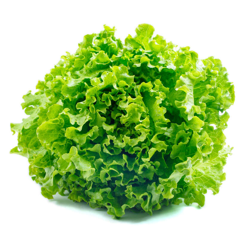 Grand Rapids Leaf Lettuce Heirloom