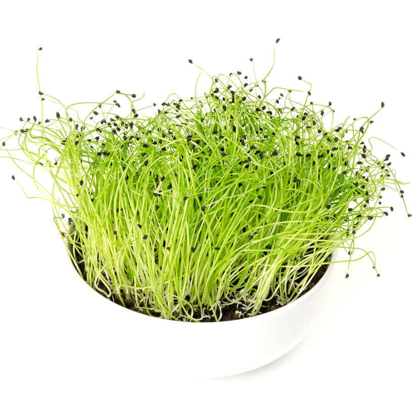 Poireau écologique pour micropousses