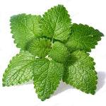Charger l’image dans la visionneuse de la galerie, Mélisse Écologique
