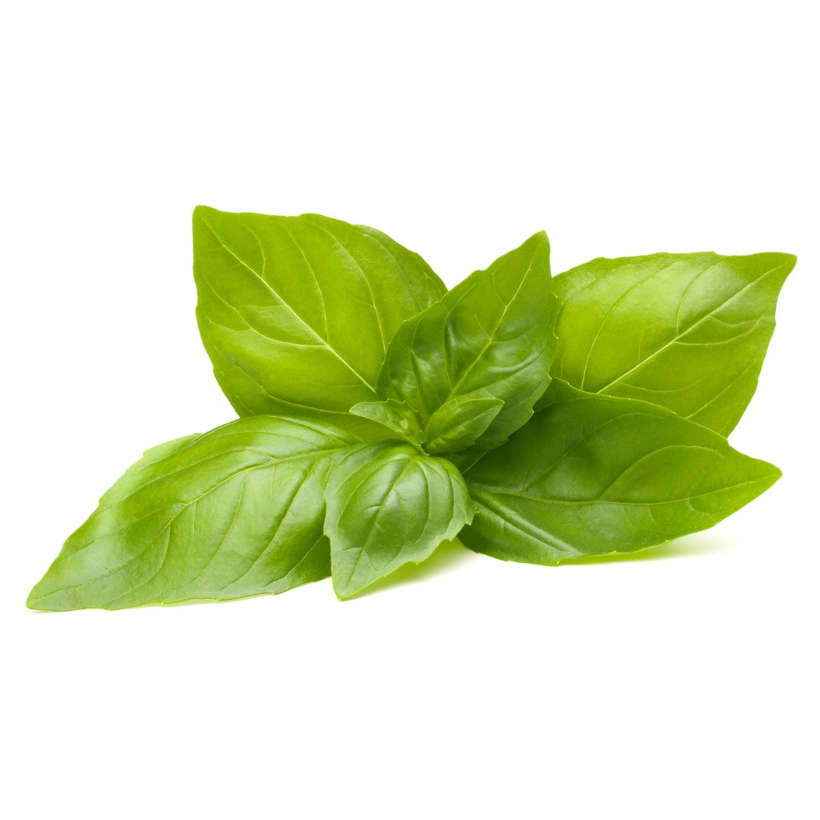 Basilic Citron Écologique