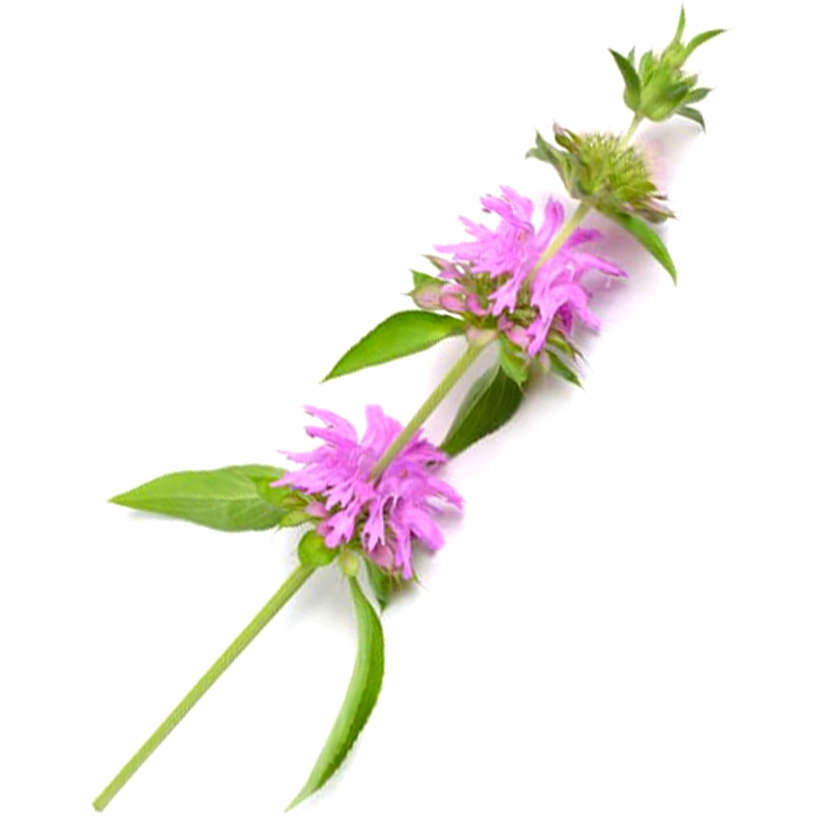 Heirloom Lemon Mint (Monarda citriodora)